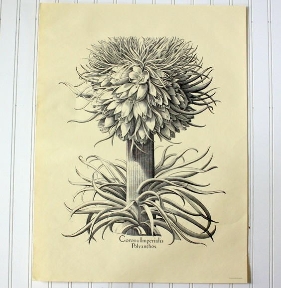 The Pink Peony of Le Jardin For Sale! Vintage Botanical Wall art!